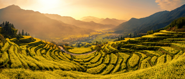 中国江西婺源万亩油菜花