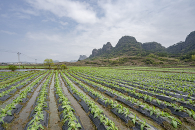 中国福建连城冠豸山脚下成片的烟地