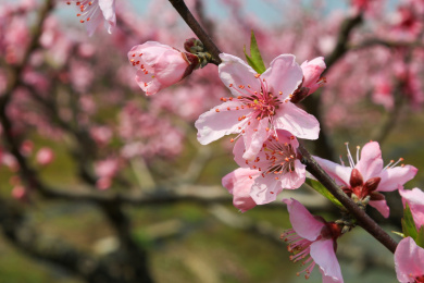 春天蓝天下桃花盛开特写