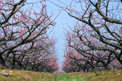 春天蓝天下桃花盛开