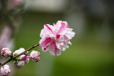 盛放的桃花