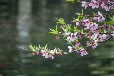 盛放的桃花
