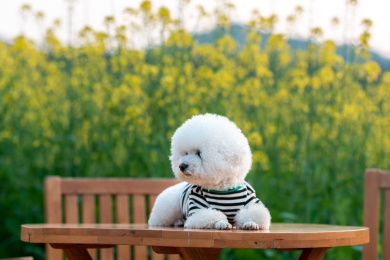 一只宠物狗坐在户外桌子上