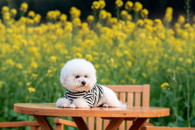 一只宠物狗坐在户外桌子上