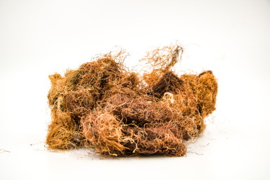 清肝利胆中药材玉米须茶