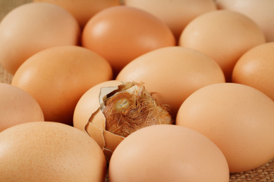 没有完全孵化的毛鸡蛋