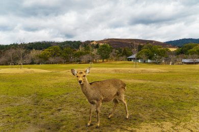 冬季奈良公园黄绿草地上行走的奈良小鹿