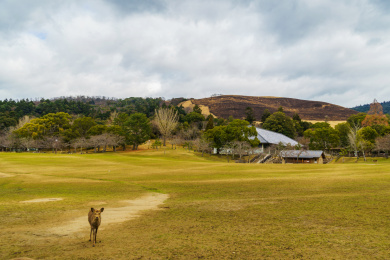 冬季奈良公园黄绿草地上行走的奈良小鹿