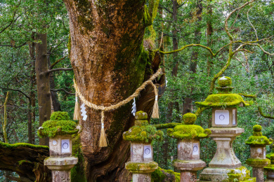 亚洲日本奈良春日大社冬季祈福树和石灯