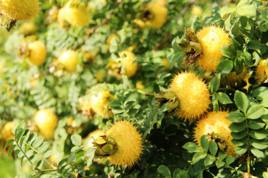 水果之王-贵州野生刺梨 