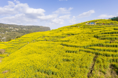 中国湖北恩施屯堡乡油菜花儿开