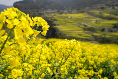 中国湖北恩施屯堡乡油菜花儿开