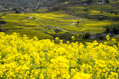 中国湖北恩施屯堡乡油菜花儿开
