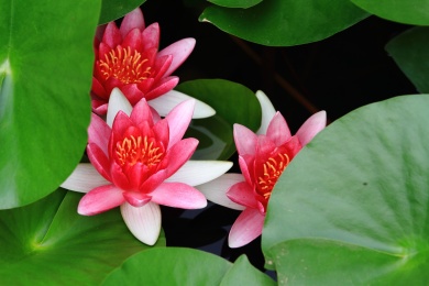 三朵害羞的莲花