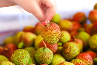 一堆新鲜妃子笑荔枝和手上拿着荔枝