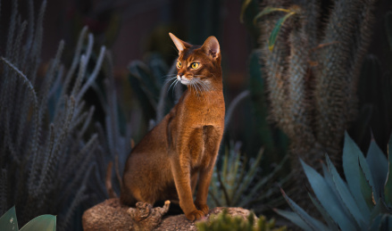阿比西尼亚猫咪和沙地植物仙人掌