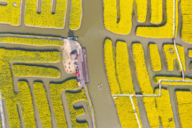 航拍中国泰州兴化千垛水上油菜花