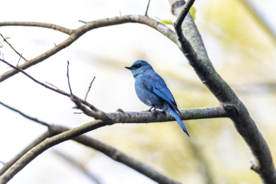 独自在树冠层枝叶间活动及捕食昆虫的铜蓝鹟
