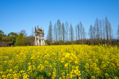 安徽歙县5A景区棠樾牌坊群春季油菜花风光