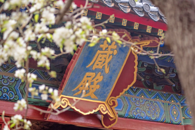 中国北京智化寺梨花雨中盛放