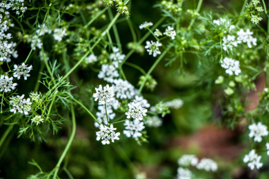 草本植物芫荽香菜