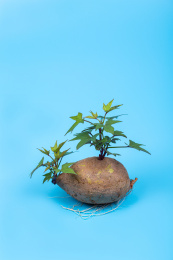 一个发芽长叶子的番薯