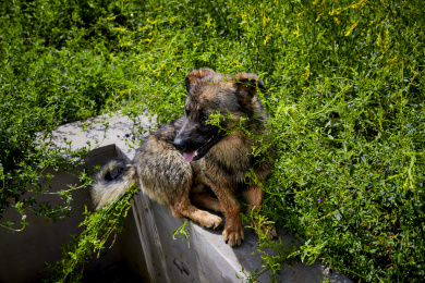中国农村的土狗中华田园犬