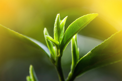 阳光下碧螺春茶树的嫩芽尖