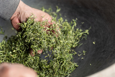 清明前茶农在炒制碧螺春新茶