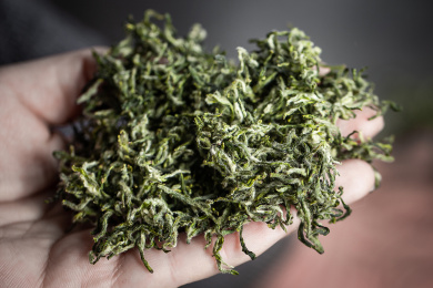 清明前茶农在炒制碧螺春新茶