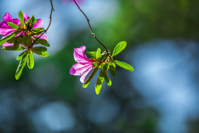 中国云南省昆明市金殿公园花园内盛开的杜鹃