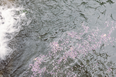 山间清澈的泉水与紫藤花花瓣