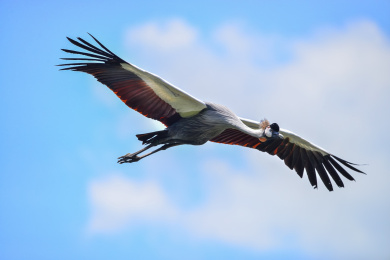 一只灰冕鹤鸟在蓝天下展翅飞翔