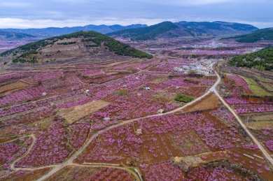 山东齐鲁大地春色美