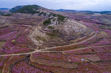 山东齐鲁大地春色美