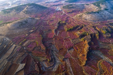 山东齐鲁大地春色美