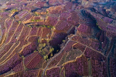 山东齐鲁大地春色美