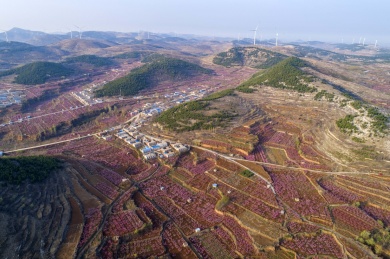山东齐鲁大地春色美