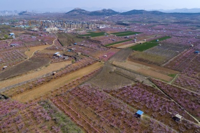 山东齐鲁大地春色美