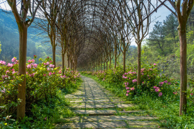 中国湖北武汉黄陂木兰云雾山春季风光