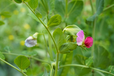 菜地里种植的荷兰豆蜜豆特写