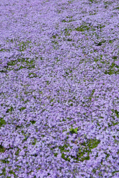 针叶天蓝绣球鲜花背景