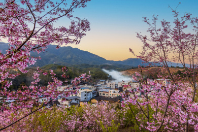 中国福建省清流县赖坊樱花园
