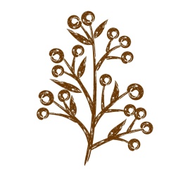 花椒手绘插画矢量