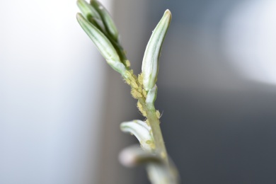 花朵上的蚜虫