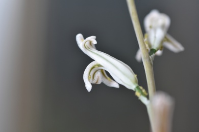 花朵上的蚜虫