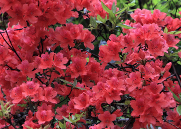 春天里盛开着的杜鹃花