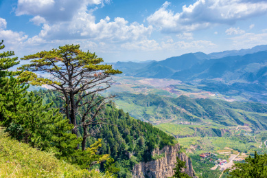 中国山西大同北岳恒山姐妹松