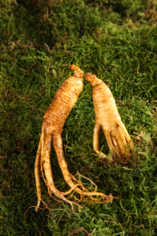 草地上带土的人参