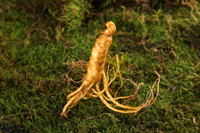 草地上一根野生人参